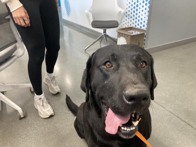 adoptable Dog in San Martin, CA named KODA