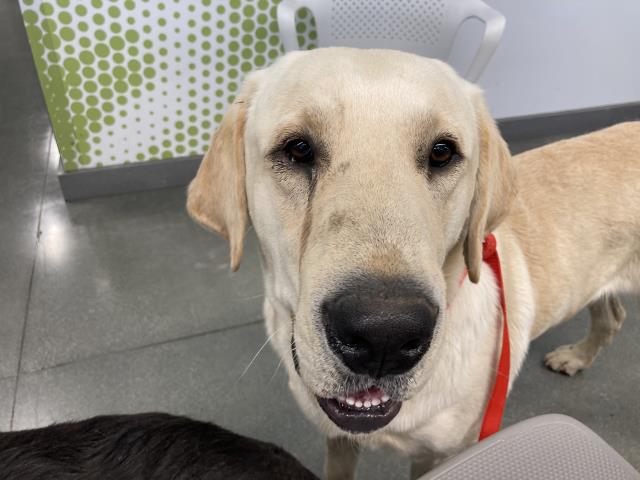 adoptable Dog in San Martin, CA named BEAU
