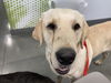 adoptable Dog in  named BEAU