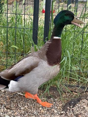 DONALD Image