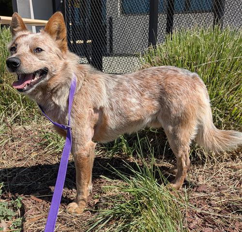 picture of the dog needing adoption