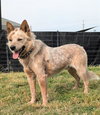 FRODO - Photo 1