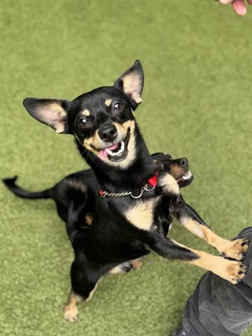 picture of the dog needing adoption