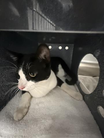 picture of the cat needing adoption