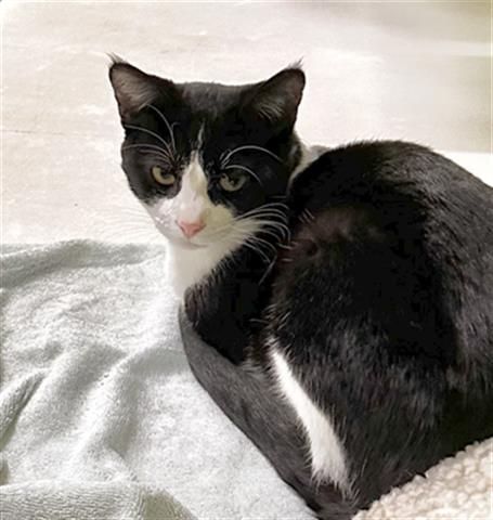 picture of the cat needing adoption