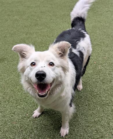 picture of the dog needing adoption