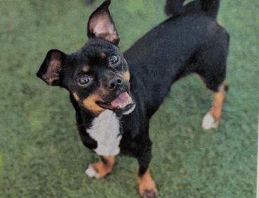 picture of the dog needing adoption