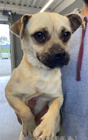 picture of the dog needing adoption
