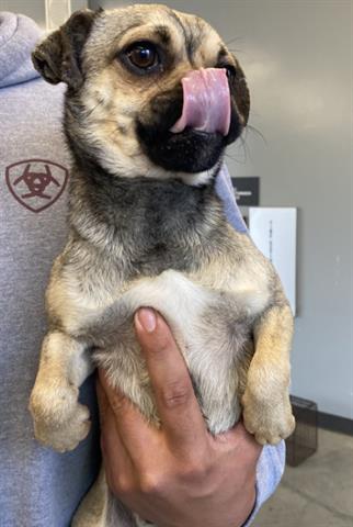 picture of the dog needing adoption