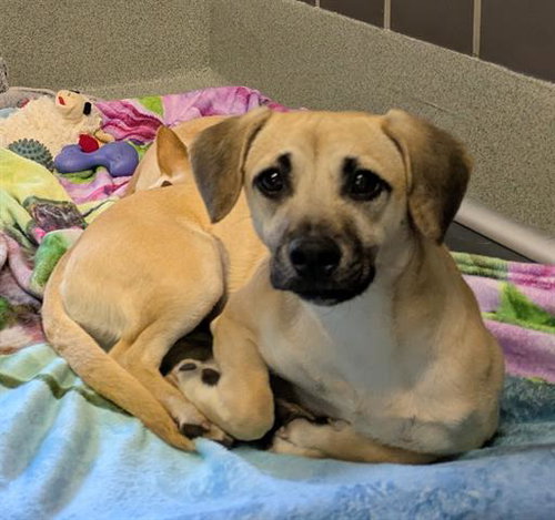picture of the dog needing adoption