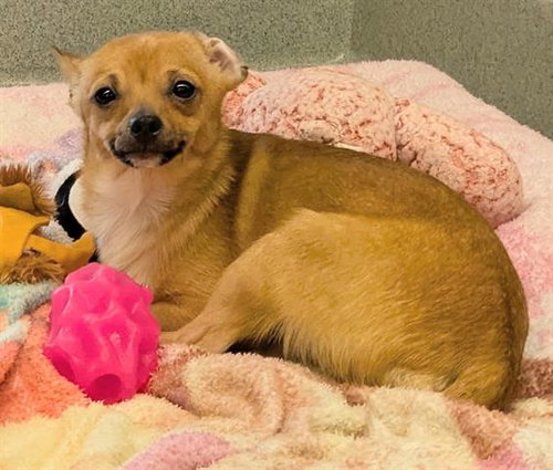 picture of the dog needing adoption