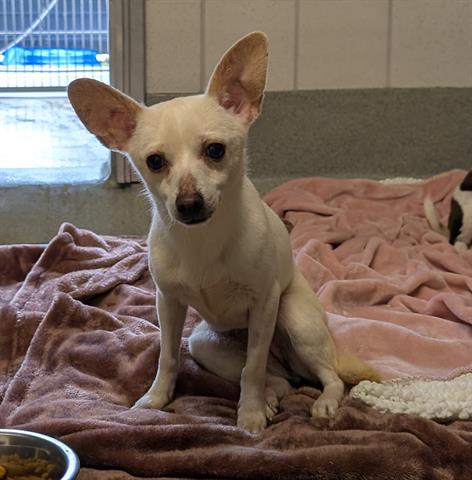 picture of the dog needing adoption