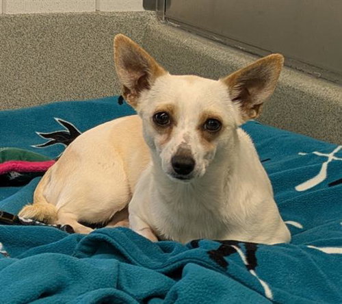 picture of the dog needing adoption