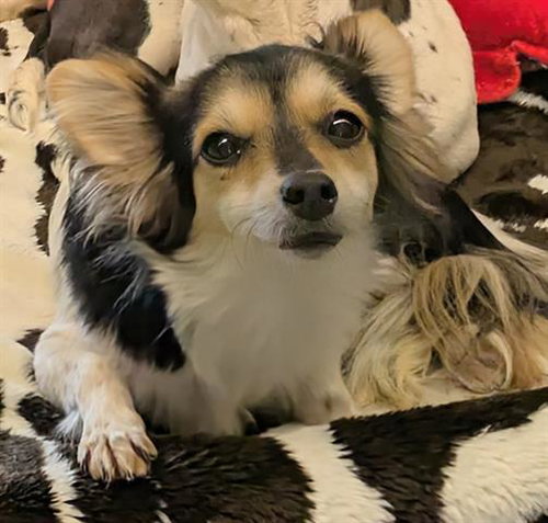 picture of the dog needing adoption