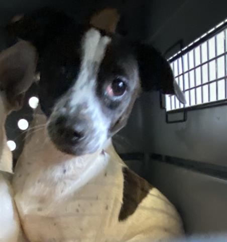 picture of the dog needing adoption
