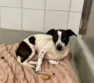 picture of the dog needing adoption