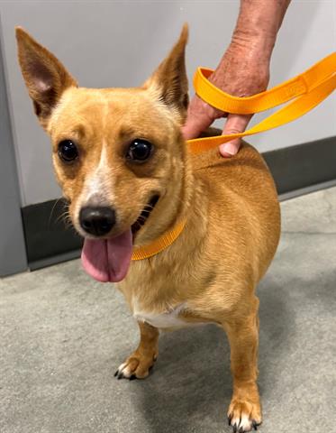 LYNETTE, an adoptable Chihuahua in San Martin, CA