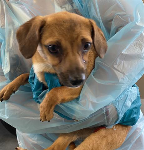 picture of the dog needing adoption