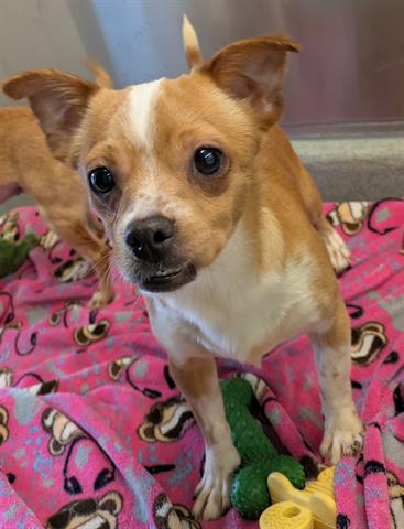 picture of the dog needing adoption