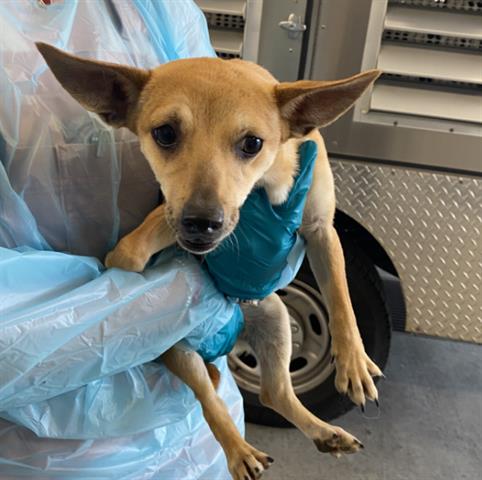SAGE, an adoptable Chihuahua in San Martin, CA