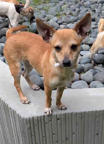 picture of the dog needing adoption