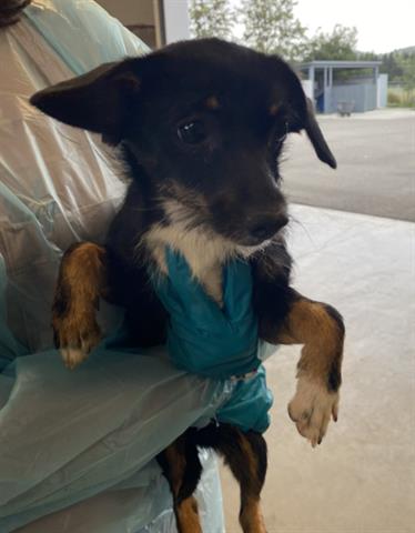 FRIDA, an adoptable Chihuahua in San Martin, CA