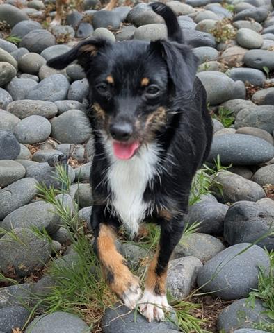 FRIDA