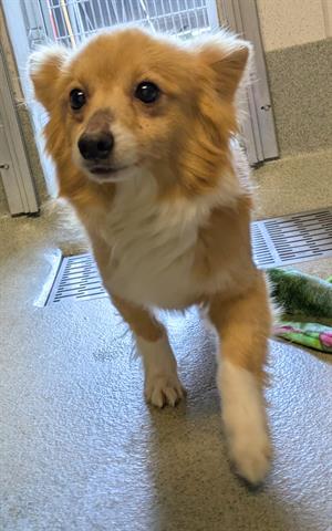 BENTLEY, an adoptable Chihuahua in San Martin, CA