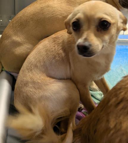 CHARLENE, an adoptable Chihuahua in San Martin, CA
