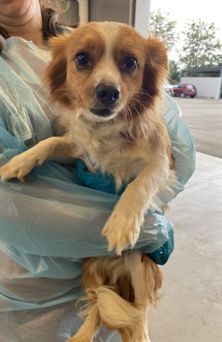 picture of the dog needing adoption