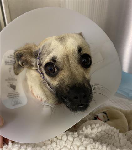 picture of the dog needing adoption
