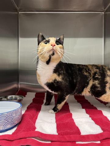 TIANA, an adoptable Domestic Short Hair in San Martin, CA
