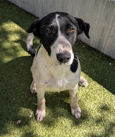 picture of the dog needing adoption