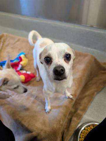 picture of the dog needing adoption