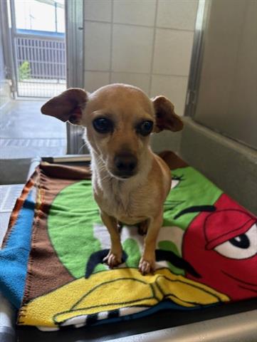 picture of the dog needing adoption