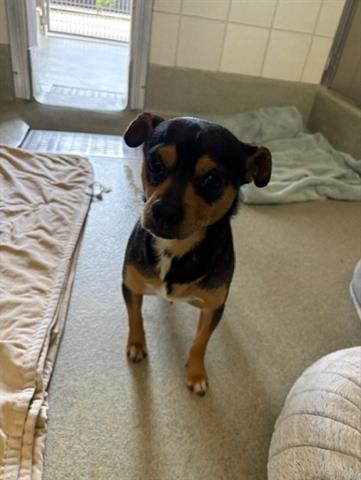 picture of the dog needing adoption