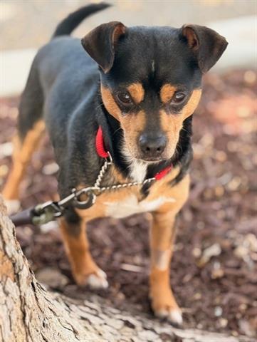 picture of the dog needing adoption