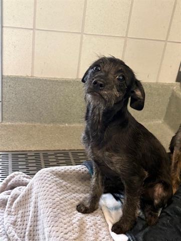 picture of the dog needing adoption