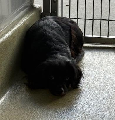 picture of the dog needing adoption