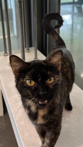 SILVIA, Young Domestic Short Hair (medium coat), cat for adoption in Campbell, California