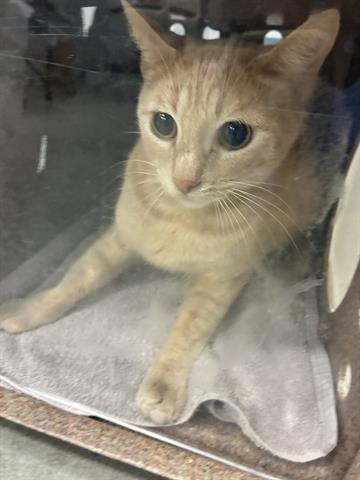picture of the cat needing adoption