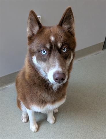 picture of the dog needing adoption