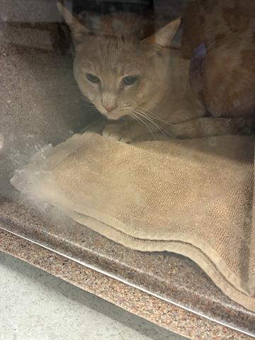 picture of the cat needing adoption