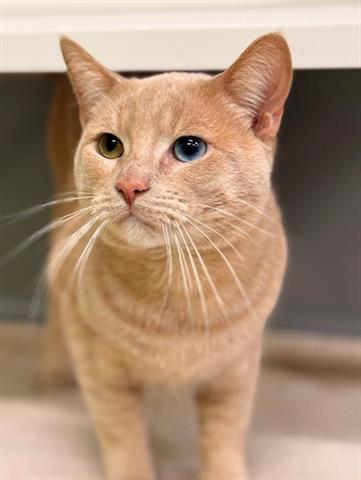 picture of the cat needing adoption