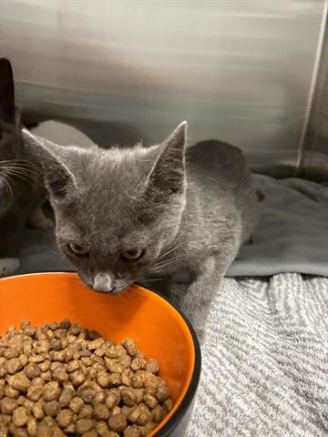 picture of the cat needing adoption