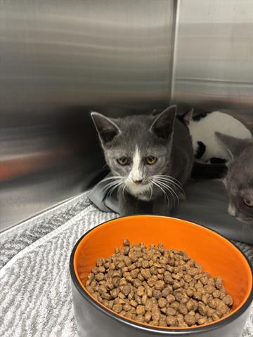 picture of the cat needing adoption