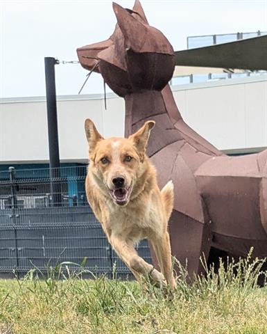ROOSTER, an adoptable Australian Cattle Dog in San Martin, CA