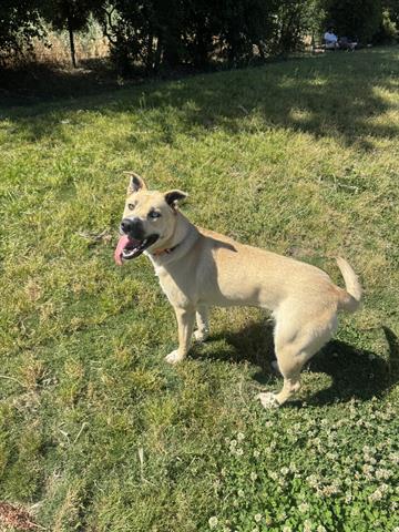 BLUE, an adoptable Akita in San Martin, CA
