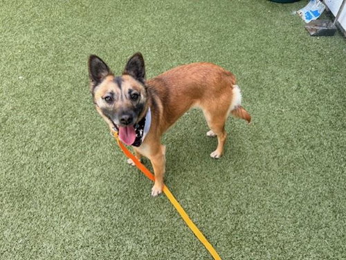 GLORIA, an adoptable Chihuahua in San Martin, CA