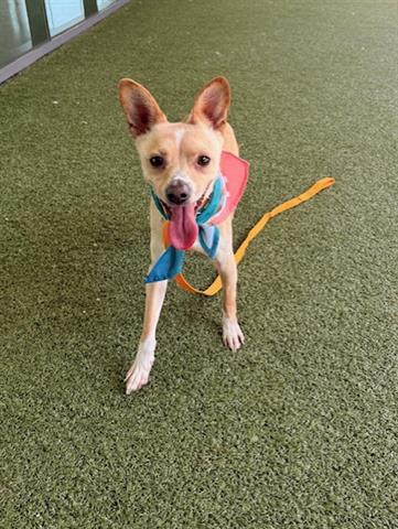 JERRY, an adoptable Chihuahua in San Martin, CA